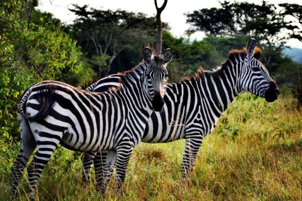 LAKE MBURO NATIONAL PARK & KULTURTOURISMUS DER BANYANKORE - Image 3
