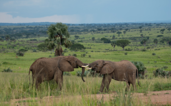 LAKE MBURO NATIONAL PARK & KULTURTOURISMUS DER BANYANKORE - Image 2