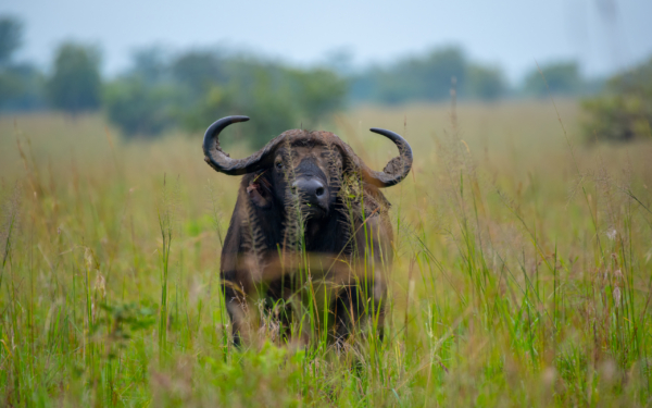 LAKE MBURO NATIONAL PARK & KULTURTOURISMUS DER BANYANKORE - Image 7