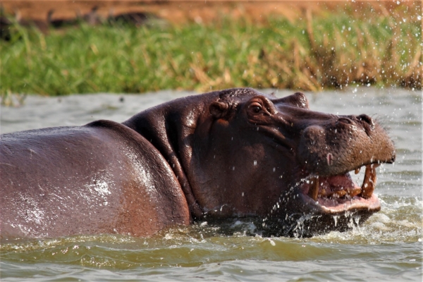 LAKE MBURO NATIONAL PARK & KULTURTOURISMUS DER BANYANKORE