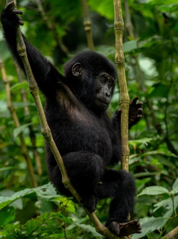 HABEN SIE SCHON GORILLAS GETRACKT? - Image 7