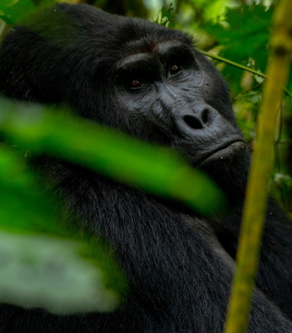 HABEN SIE SCHON GORILLAS GETRACKT?