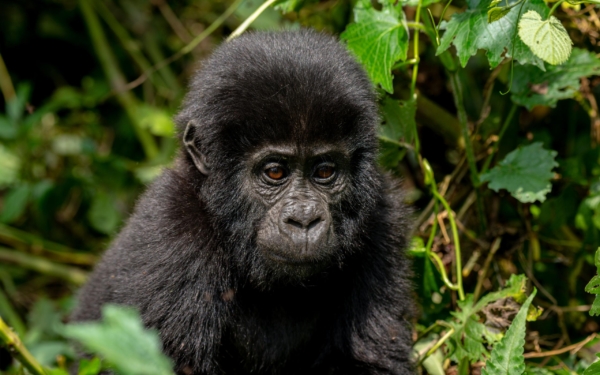 HABEN SIE SCHON GORILLAS GETRACKT? - Image 6