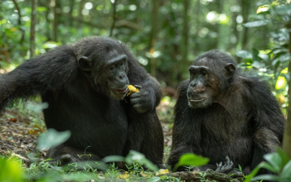 HABEN SIE SCHON GORILLAS GETRACKT? - Image 4