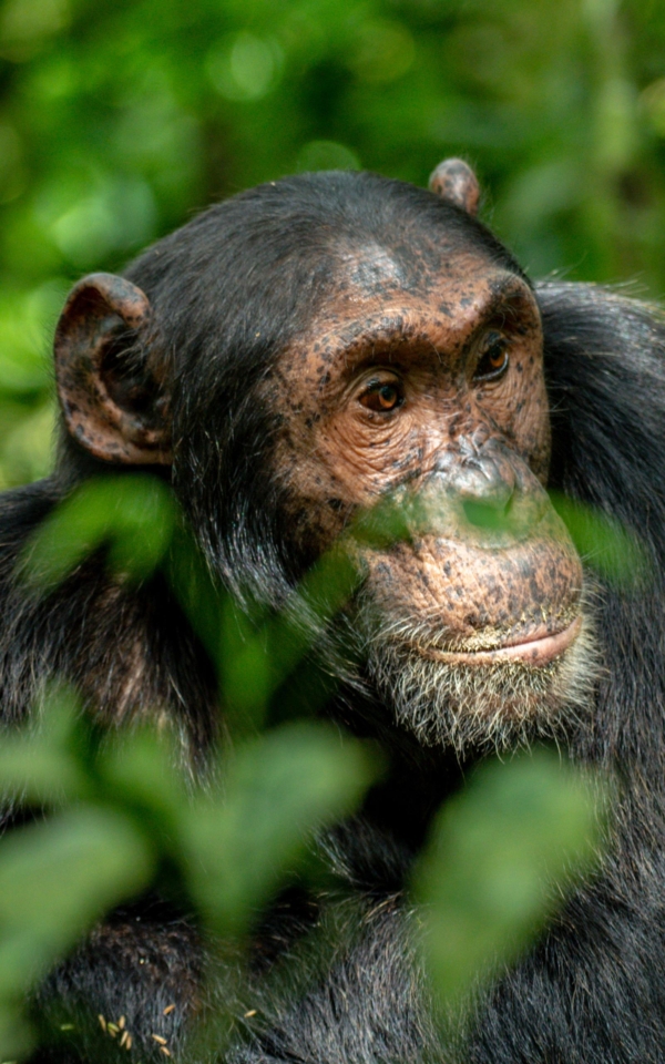 HABEN SIE SCHON GORILLAS GETRACKT? - Image 2