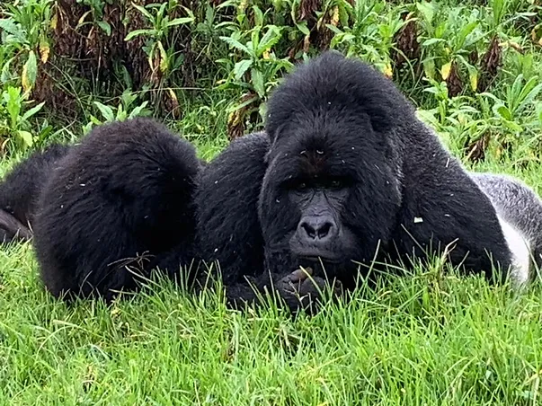 7-tägige Premium-Safari in Ruanda - Image 2