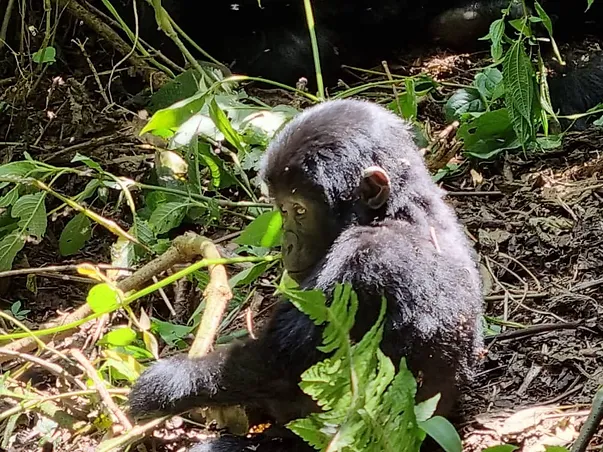 7-tägige Premium-Safari in Ruanda - Image 3
