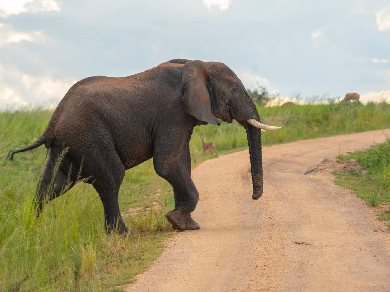 5-tägige Safari im Murchison-Falls-Nationalpark - Image 5