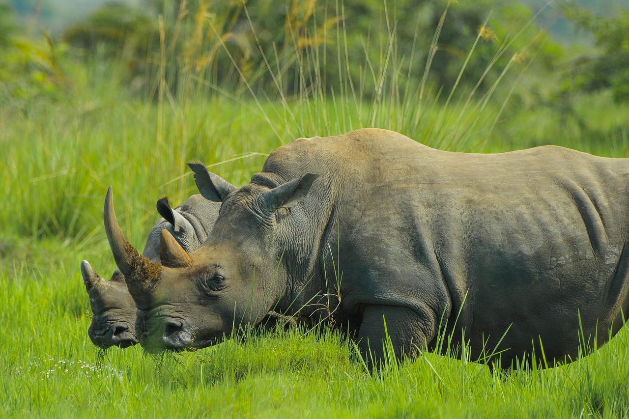 5-tägige Safari im Murchison-Falls-Nationalpark - Image 8