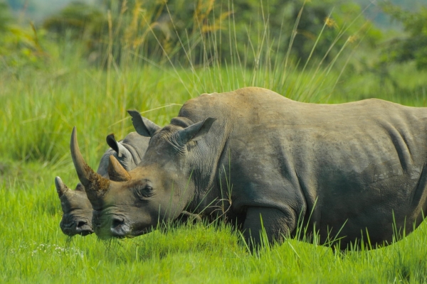 rhino uganda nature photos uganda 2878222