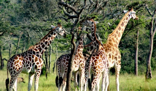 Murchison Falls National Park - Image 9