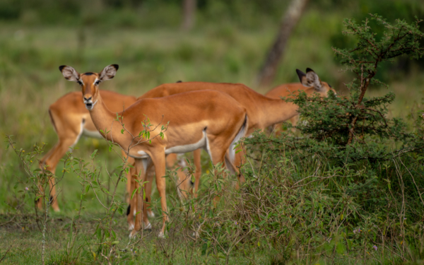 Murchison Falls National Park - Image 7