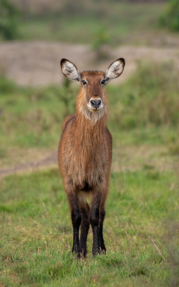 Murchison Falls National Park - Image 6