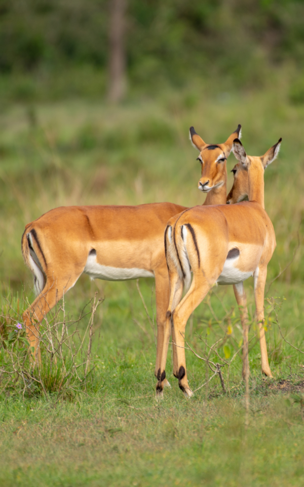 Murchison Falls National Park - Image 5