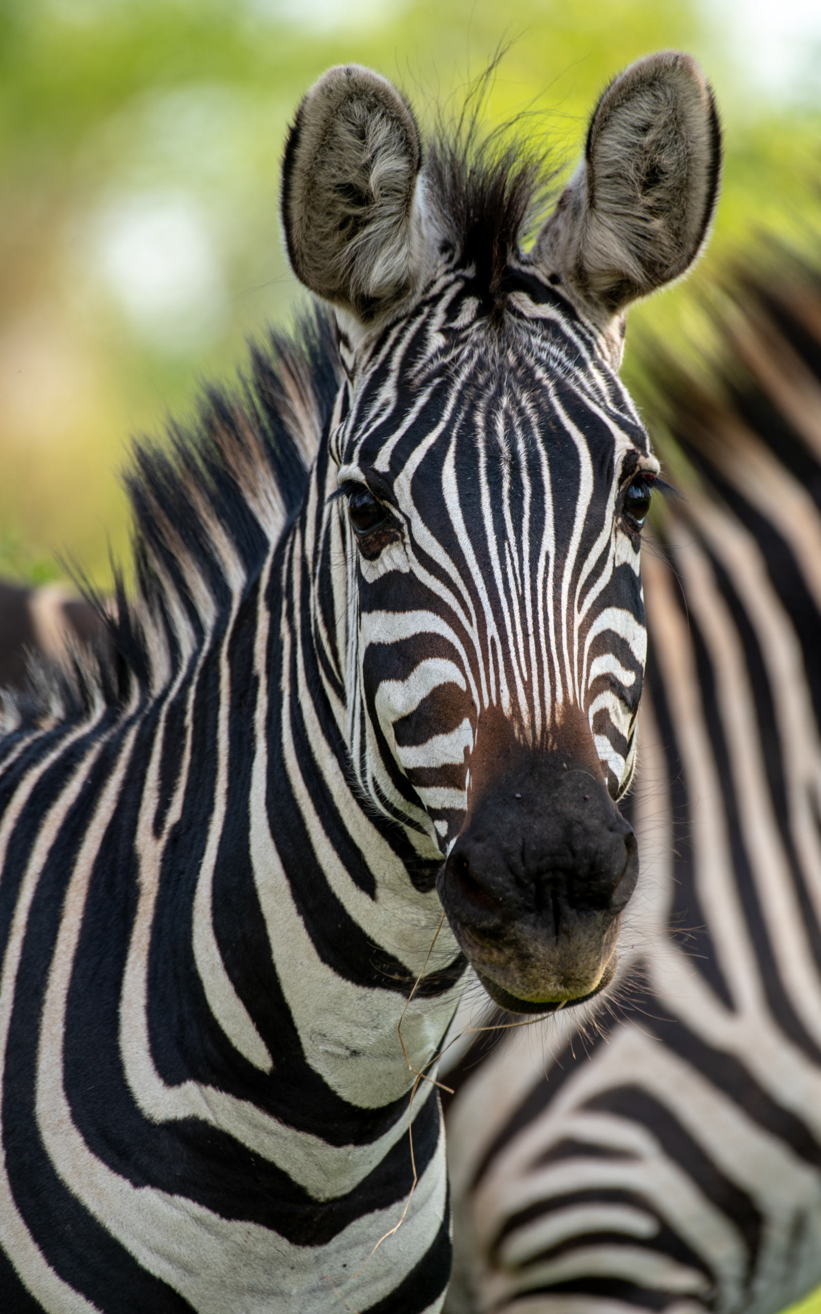 8 Days Luxury, Culture & Gorilla Trekking - Image 6