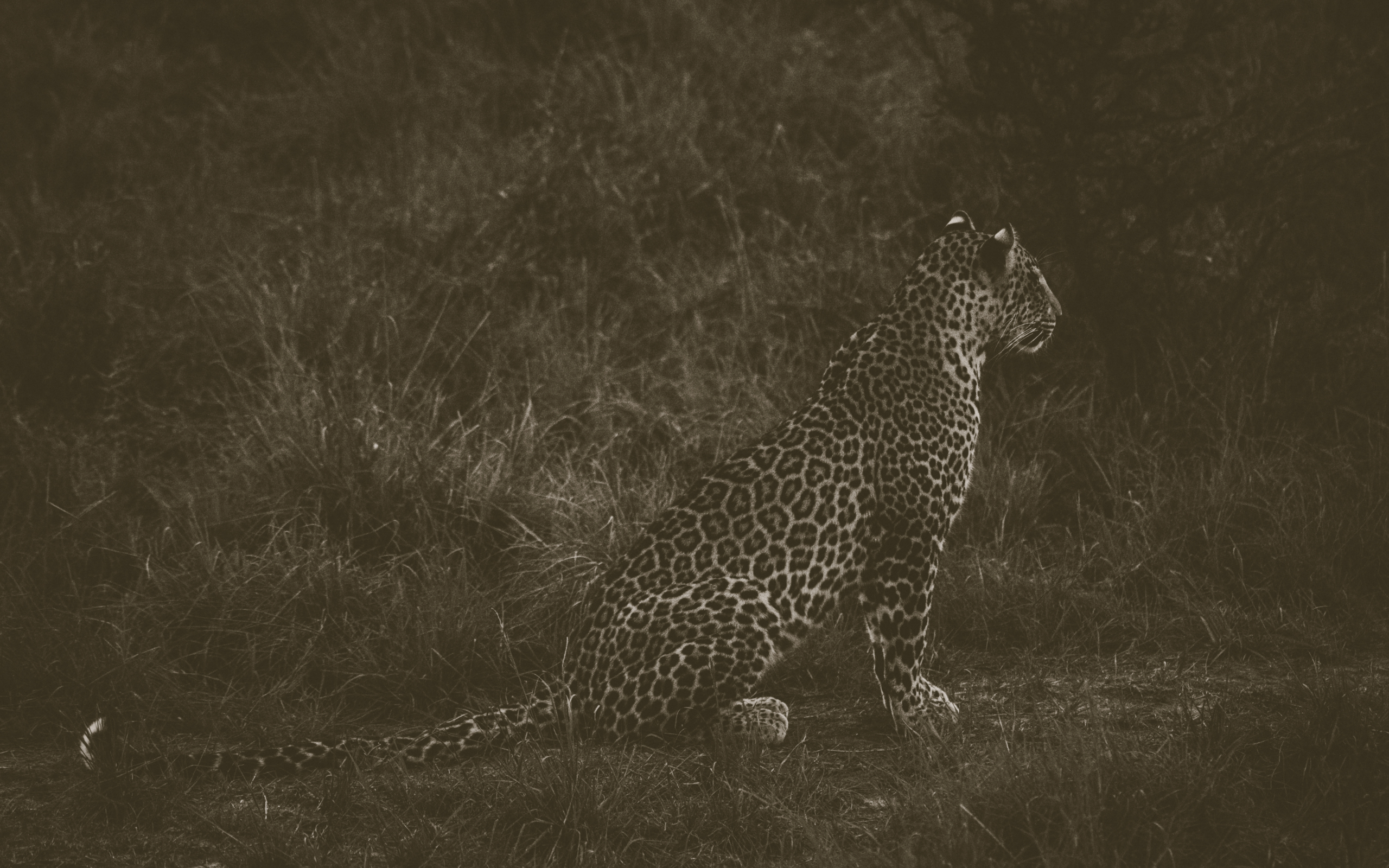 8 Days Luxury, Culture & Gorilla Trekking
