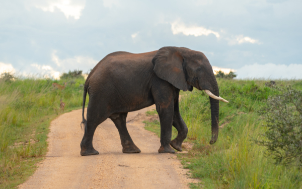 Murchison Falls National Park - Image 8