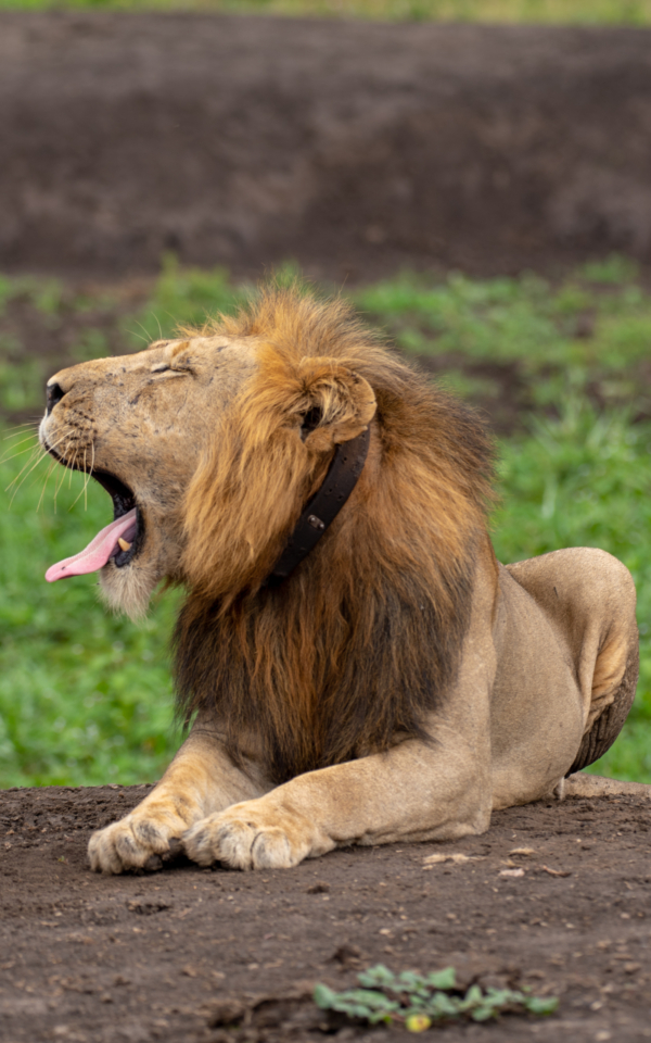 4 DAYS QUEEN ELIZABETH CLASSIC SAFARI - Image 15