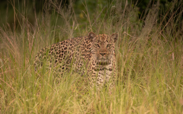 4 DAYS QUEEN ELIZABETH CLASSIC SAFARI - Image 16