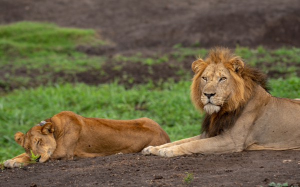 4 DAYS QUEEN ELIZABETH CLASSIC SAFARI - Image 11
