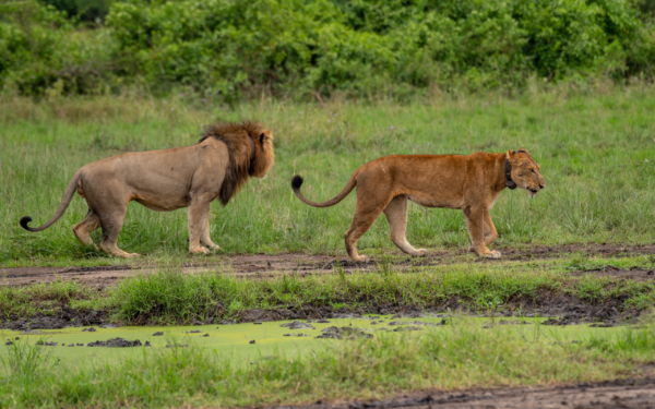 4 DAYS QUEEN ELIZABETH CLASSIC SAFARI - Image 9