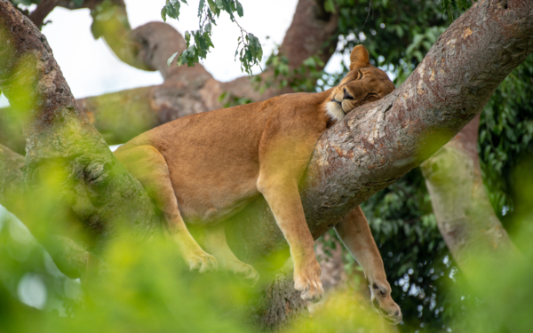 4 DAYS QUEEN ELIZABETH CLASSIC SAFARI - Image 10