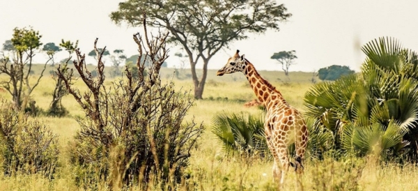 Murchison Falls National Park - Image 11