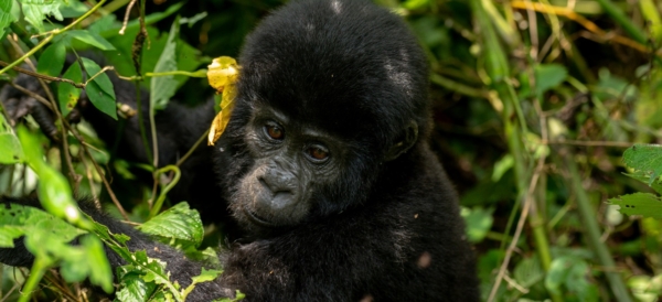 HAVE YOU TRACKED GORILLAS? - Image 10
