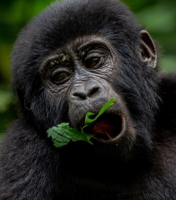 HAVE YOU TRACKED GORILLAS? - Image 6