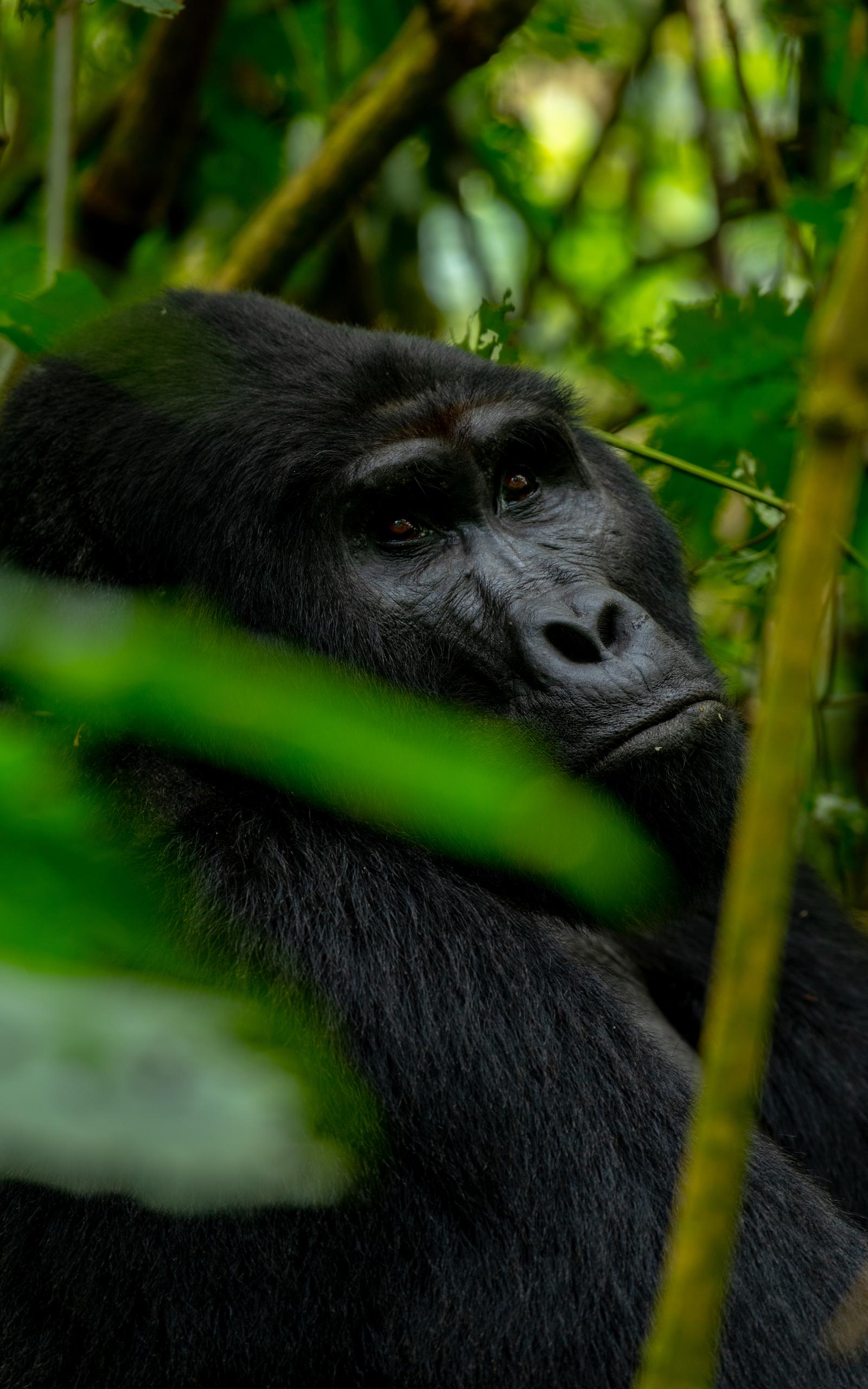 8 Days Luxury, Culture & Gorilla Trekking - Image 3