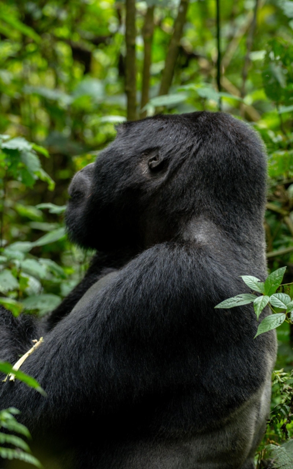HAVE YOU TRACKED GORILLAS? - Image 7