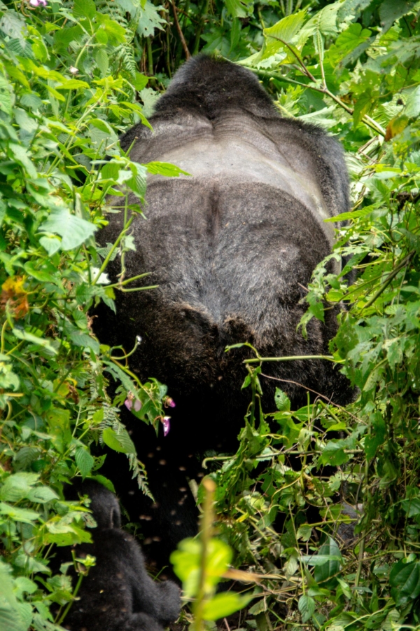 HAVE YOU TRACKED GORILLAS? - Image 9