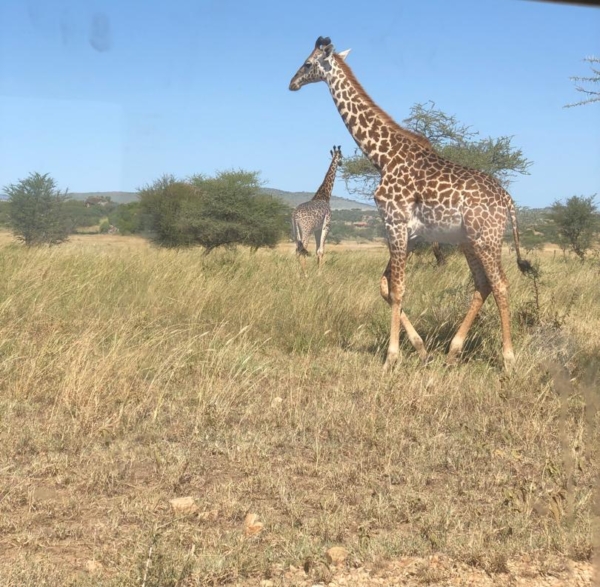 Serengeti- Where the Wild Roars loudest- 6 Days Trip!