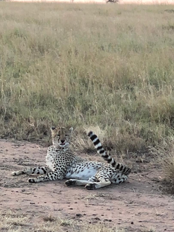 Serengeti- Where the Wild Roars loudest- 6 Days Trip! - Image 3