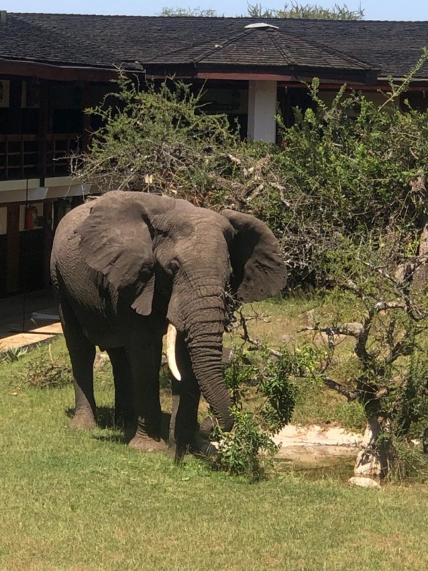 Discover The Untamed Magic of Serengeti- 8 Days Trip! - Image 2