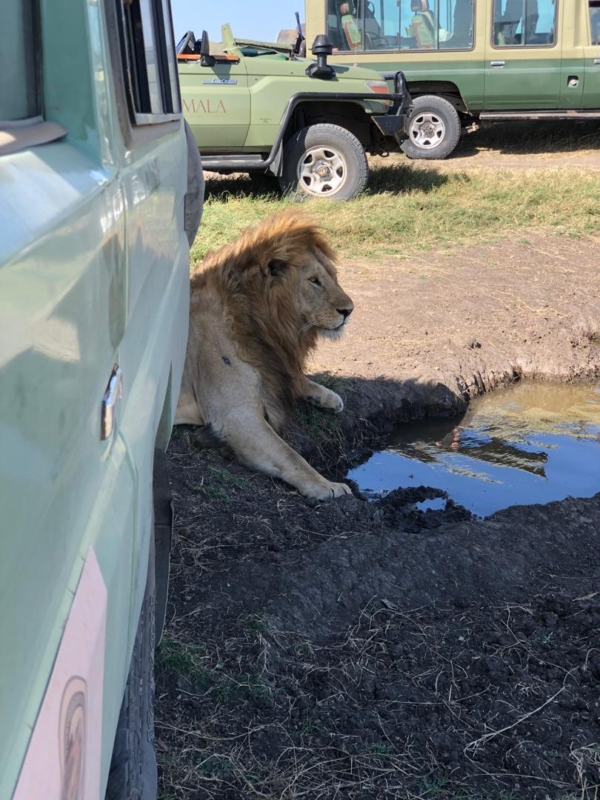 Discover The Untamed Magic of Serengeti- 8 Days Trip!