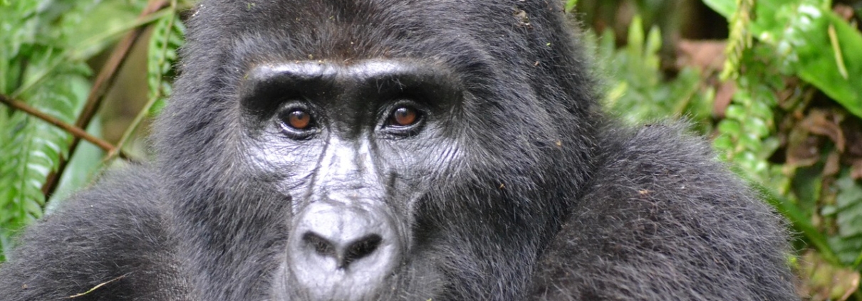 gorilla mountain gorilla bwindi 3928903