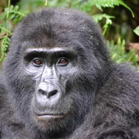 gorilla mountain gorilla bwindi 3928903