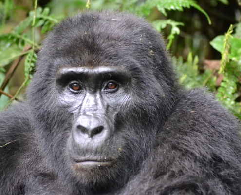 gorilla mountain gorilla bwindi 3928903