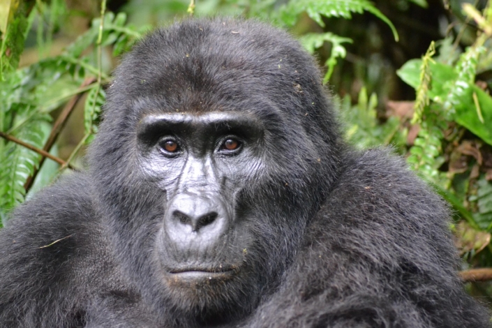 gorilla mountain gorilla bwindi 3928903