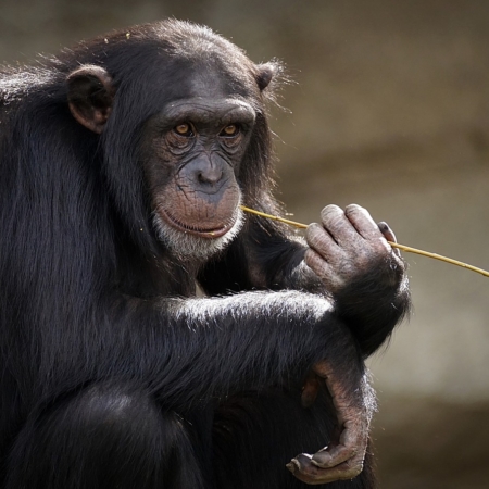 monkey animal mammal primate 3703230