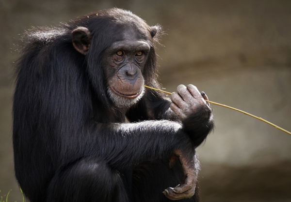 monkey animal mammal primate 3703230