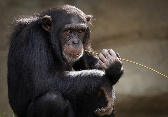 monkey animal mammal primate 3703230