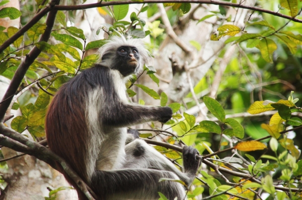 red monkey zanzibar animal nature 3734813