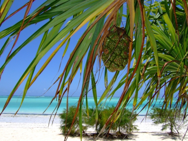 zanzibar beach sea africa paradise 2783447