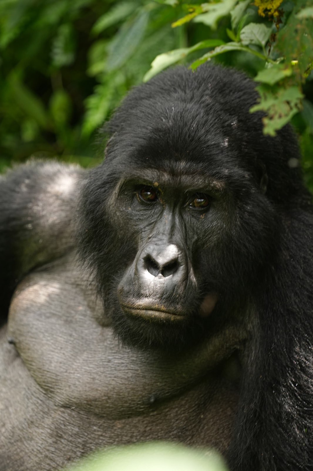 9 Day Rwanda Tour - Image 3