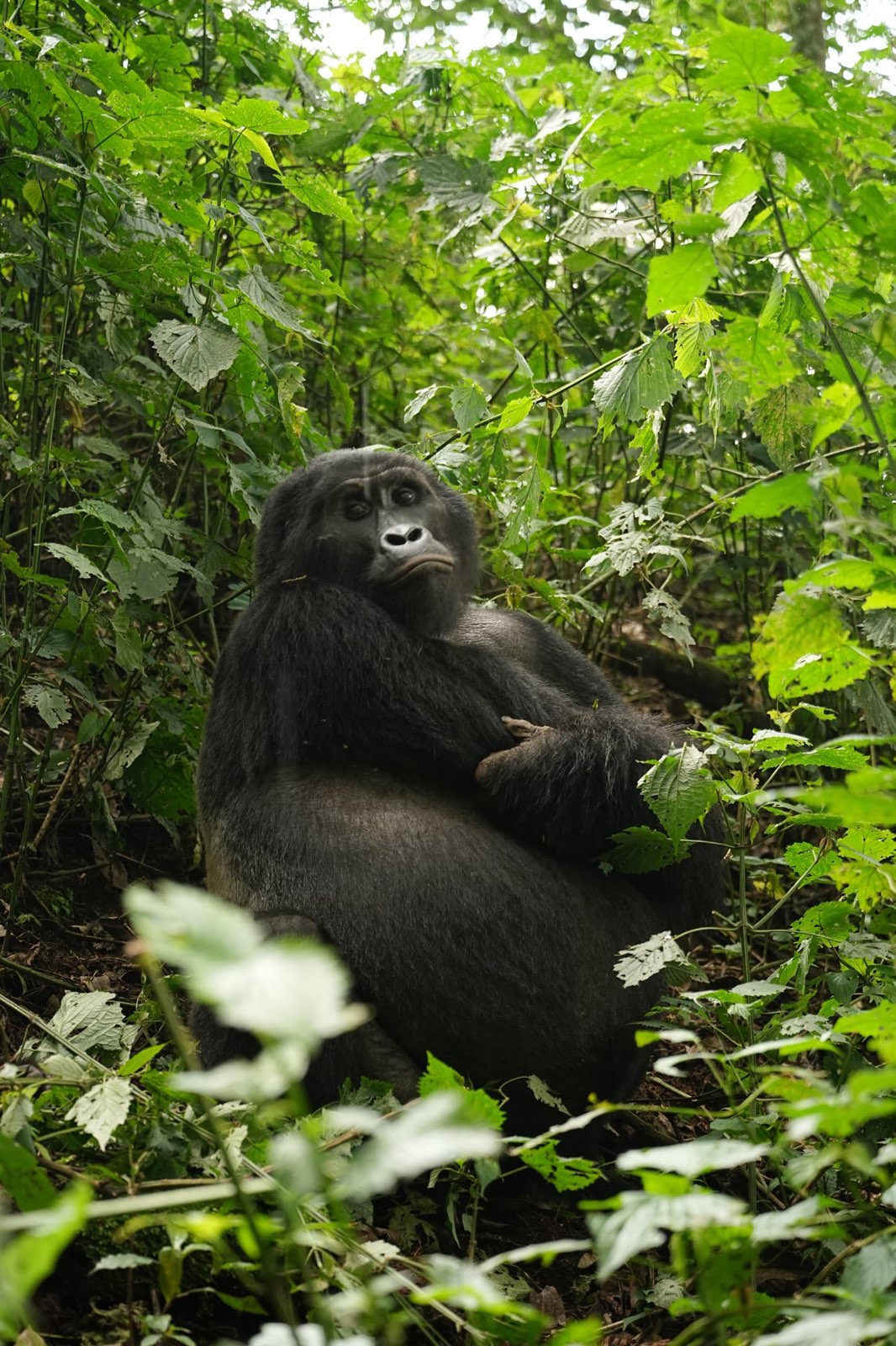 9 Day Rwanda Tour - Image 2
