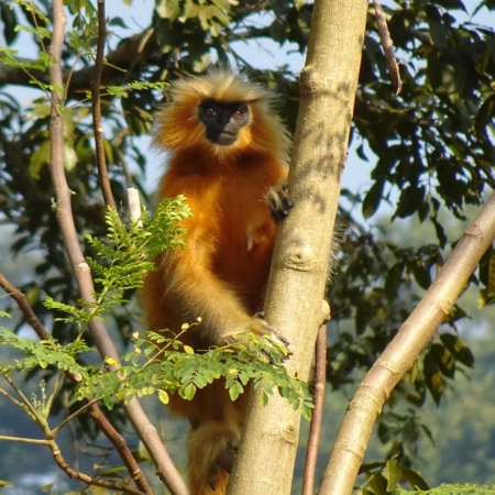 golden langur monkey primate 6888938
