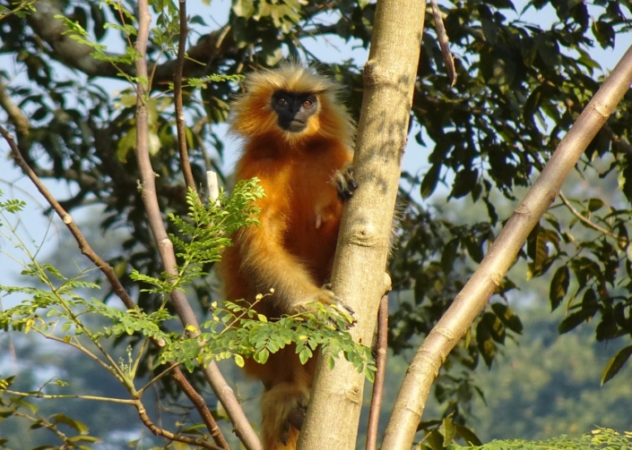 golden langur monkey primate 6888938