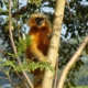 golden langur monkey primate 6888938
